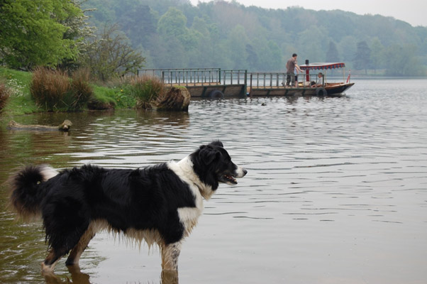 Image of one of Carol's old dogs, Buddy - Mutts2marvels dog training club