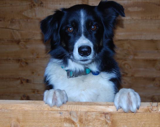 Image of one of Carol's old dogs, Buddy - Mutts2marvels dog training club