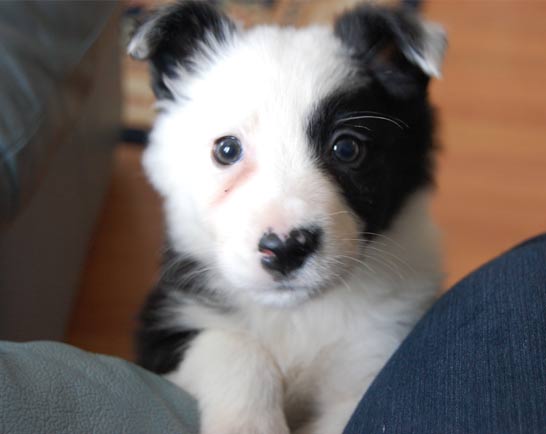 Image of Carol's dog Mist as a puppy - now a regular attender of the Mutts 2 Marvels dog training club in Is-y-coed (situated between Wrexham and Chester)