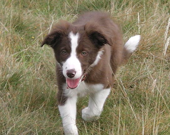Image of Carol's dog Belle as a puppy - now a regular attender of the Mutts 2 Marvels dog training club in Is-y-coed (situated between Wrexham and Chester)